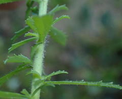 Dischisma ciliatum erinoides