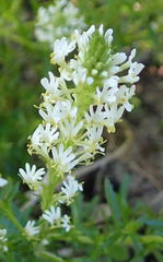 Dischisma ciliatum erinoides