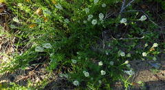 Dischisma ciliatum erinoides