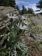 Centaurea cheiranthifolia