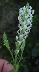 Dischisma ciliatum erinoides