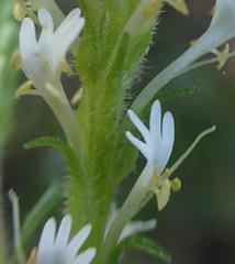 Dischisma ciliatum erinoides