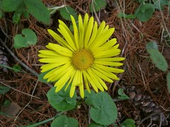 Doronicum columnae