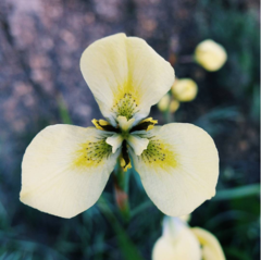 Moraea tricuspidata