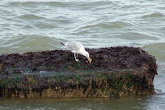 Larus argentatus