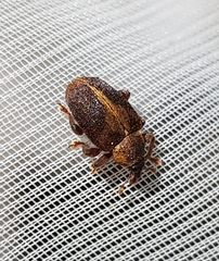 Lignyodes enucleator