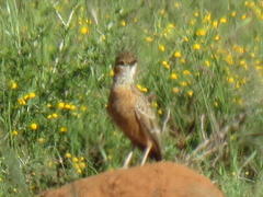 Chersomanes albofasciata