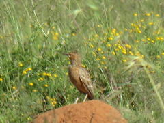 Chersomanes albofasciata