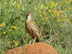 Chersomanes albofasciata