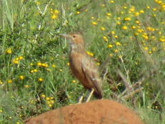Chersomanes albofasciata
