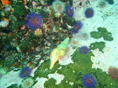 Africofusus ocelliferus