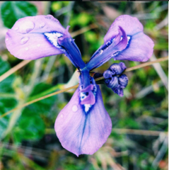 Moraea tripetala