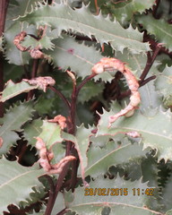 Trioza doryphora