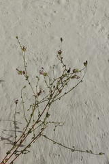 Wahlenbergia tenella