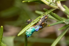 Capsodes flavomarginatus