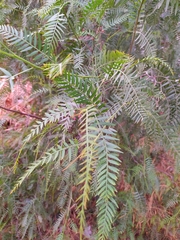 Schinus molle