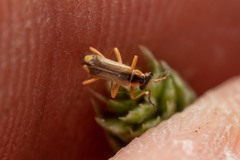 Malthinus seriepunctatus