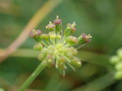 Selinum pyrenaeum