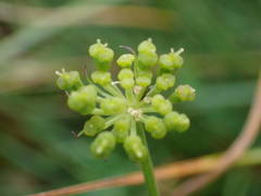 Selinum pyrenaeum