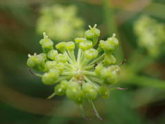 Selinum pyrenaeum