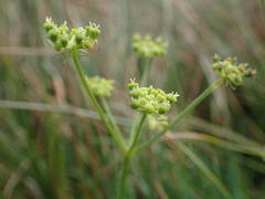 Selinum pyrenaeum