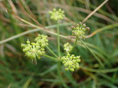 Selinum pyrenaeum