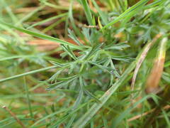 Selinum pyrenaeum