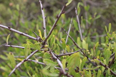 Rhamnus lycioides