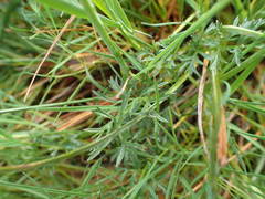 Selinum pyrenaeum