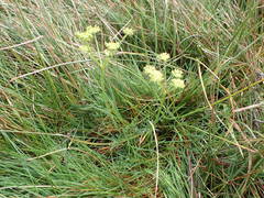 Selinum pyrenaeum