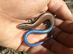 Plestiodon callicephalus