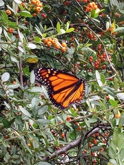 Danaus plexippus