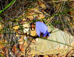 Lotononis filiformis