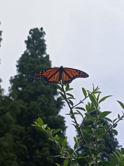 Danaus plexippus