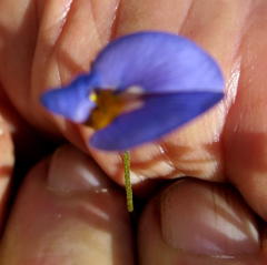 Lotononis filiformis