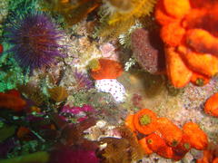 Hypselodoris capensis