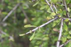 Rhamnus lycioides