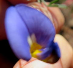 Lotononis filiformis