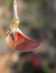 Lotononis filiformis