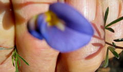 Lotononis filiformis