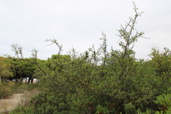 Rhamnus lycioides