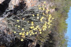 Syncarpha staehelina