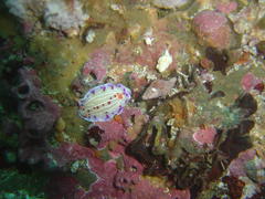 Hypselodoris capensis