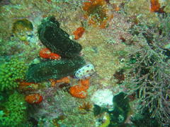Hypselodoris capensis