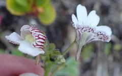 Nemesia bicornis