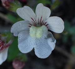 Nemesia bicornis