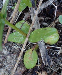 Nemesia bicornis