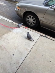 Columba livia domestica