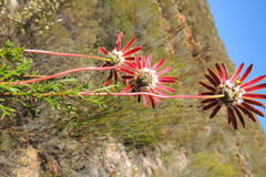 Ursinia rigidula
