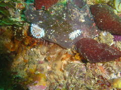 Phyllodesmium horridum